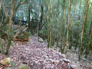 La Senda de los Cazadores II.