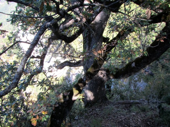La Senda de los Cazadores II.