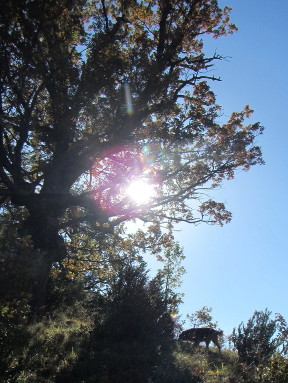 Robert olfateando en el Mirador del Vignemale