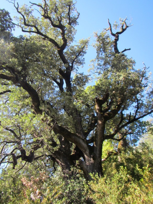 El Hayedo del Balcez