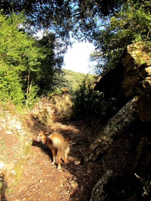 Volviendo por la noble senda