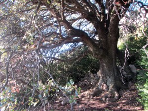 La Carrascas de la Plana