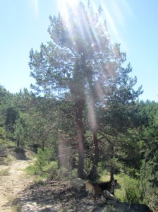 En el camino se San Úrbez