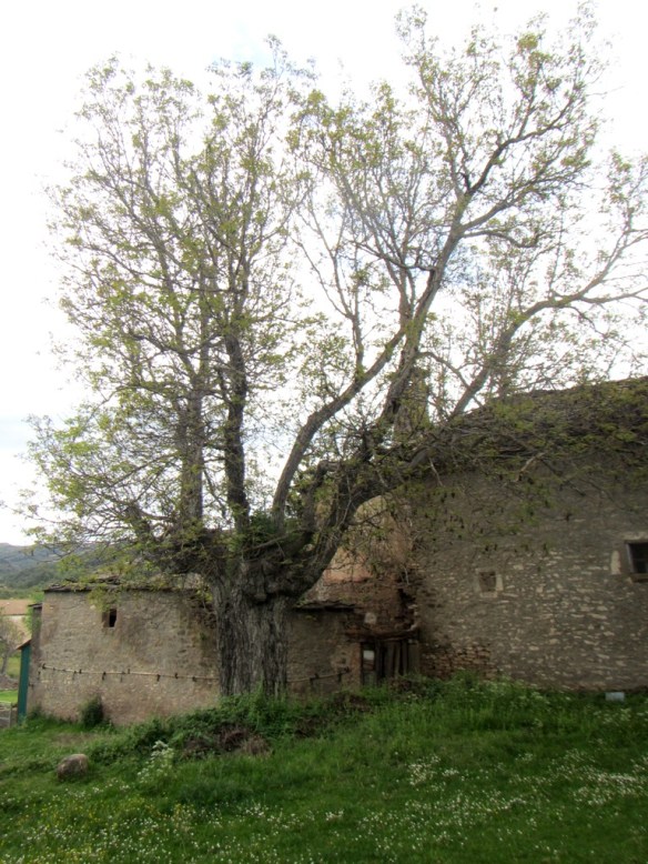 El viejo nogal den Bara