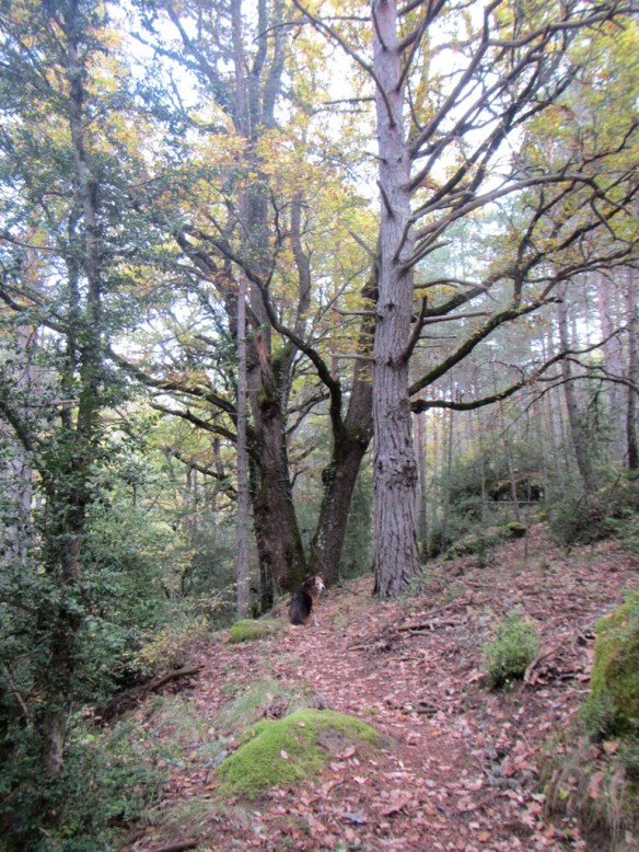 El bosque entre Bara y Miz