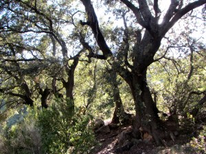 El grupo de Carrascas cerca de la Fuente de los Lavallos