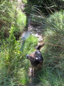 El Barranco de la Masa Sabuco