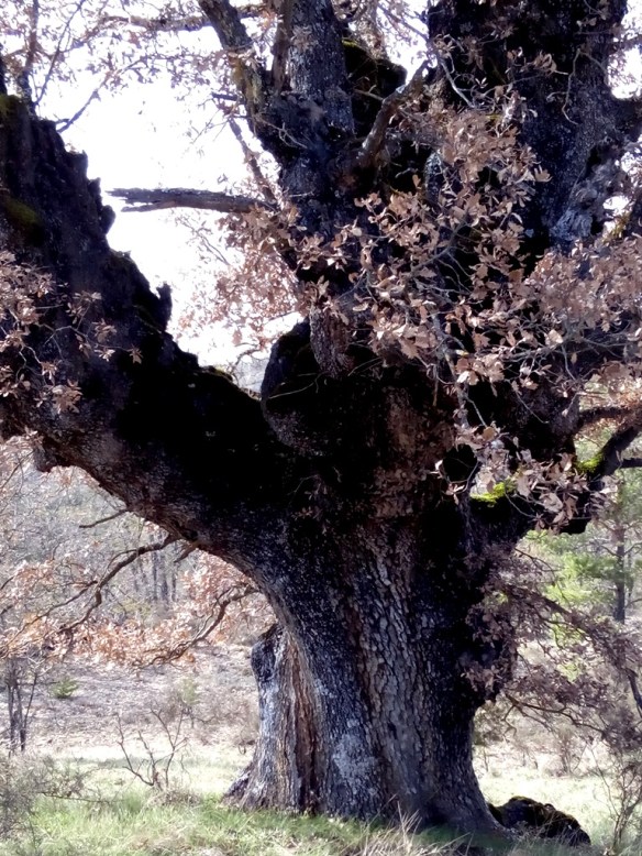 El Caxico de la Caseta Samper