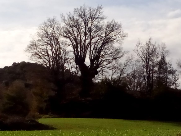 Caxico en los campos de Yéspola
