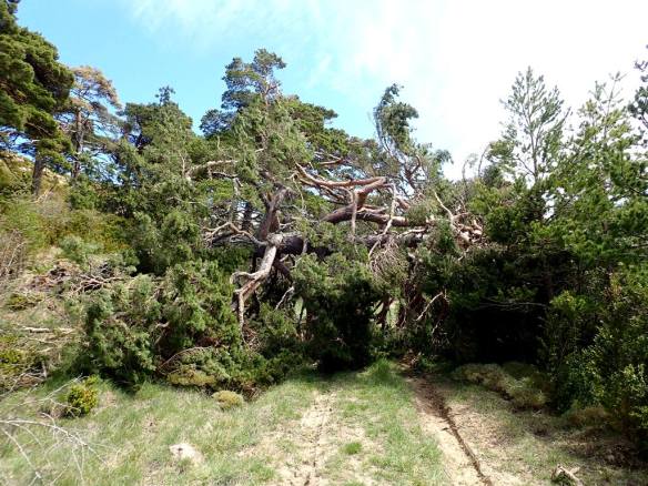 En la cara sur del Pico Gratal