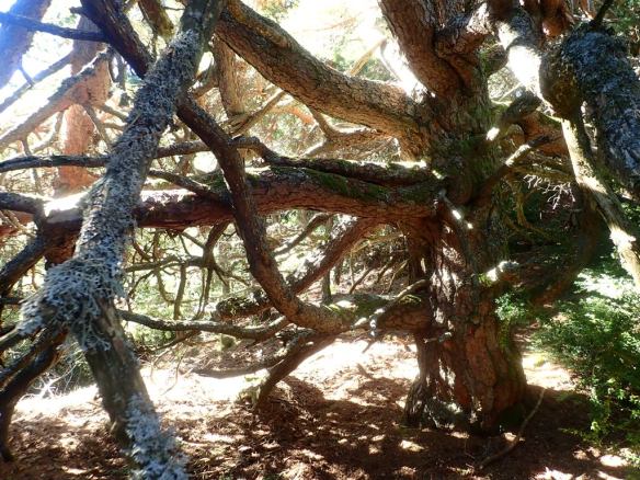 Cerca de la Punta del Corcurezo