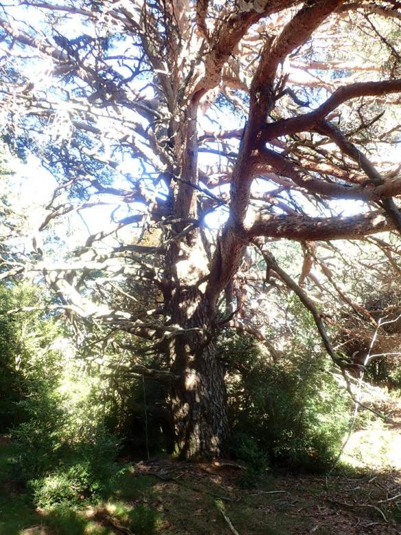 Cerca de la Punta del Corcurezo