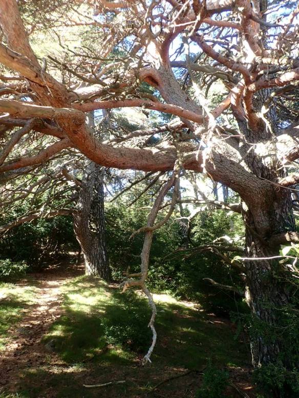 Cerca de la Punta del Corcurezo