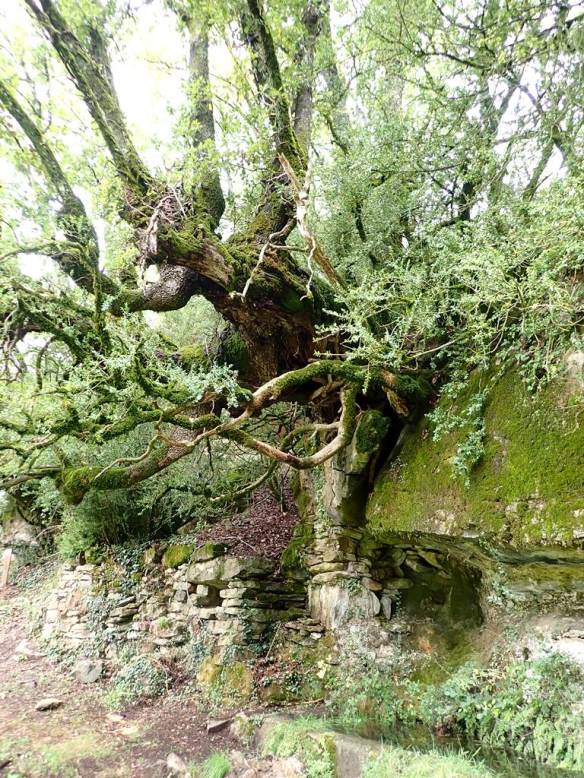 El caxico colgado en la Fuente Espuña