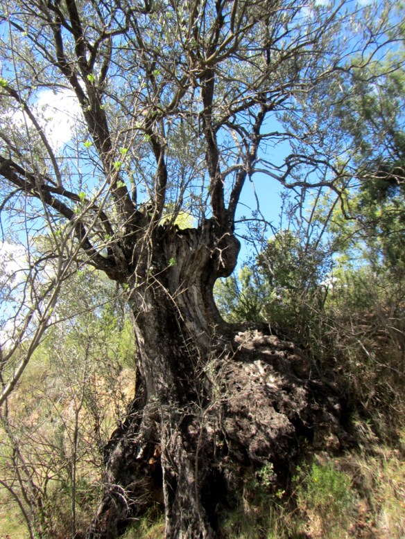 Cerca de la Fuente de Tamara