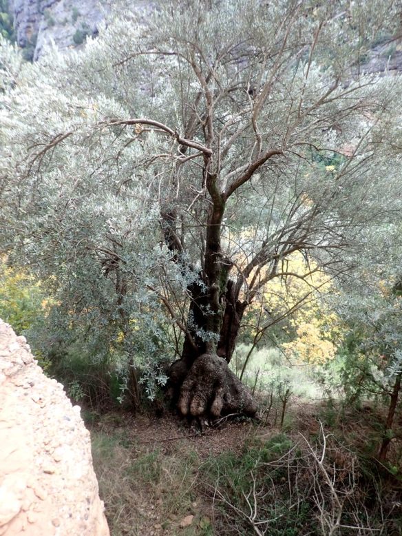 Olivos del Barranco Rosico