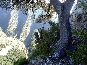 La Carrasca de la Calma