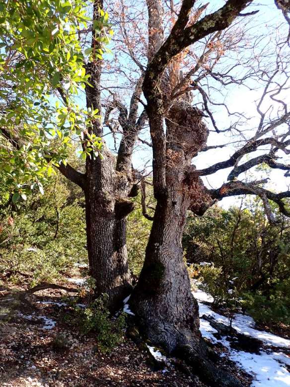 Caxicos "enamorados" en el camino